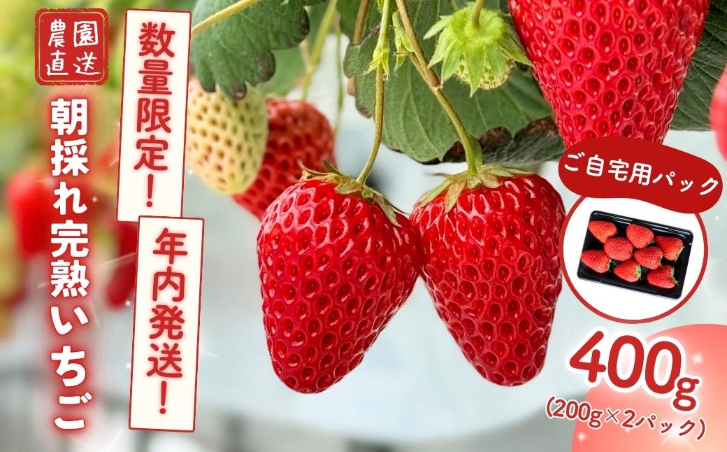【年内発送】西粟倉村 完熟いちご 自宅用 400g(200g×2) M-FI-A23A
