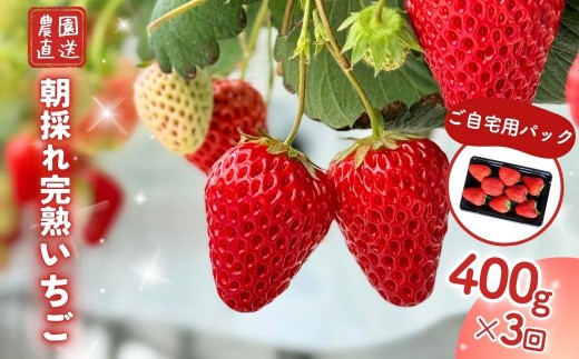 【3回定期便】西粟倉村 完熟いちご 自宅用 400g（200ｇ×２）M-FI-B06A