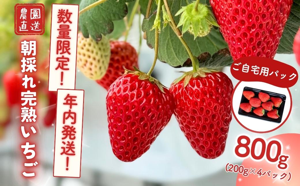 【年内発送】西粟倉村 完熟いちご 自宅用 800g(200g×4) M-FI-A24A