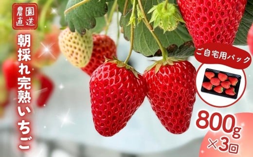 【3回定期便】西粟倉村  完熟いちご 自宅用 800g(200g×4)  M-FI-B04A
