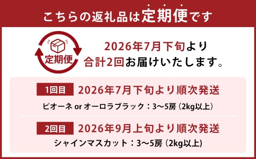【2回定期便】 ピオーネ or オーロラブラック 3～5房 （2kg以上） ＆ シャインマスカット 3～5房 （2kg以上） 【2026年7月下旬から順次発送予定】 ／ くだもの 果物 果実 フルーツ ぶどう ブドウ 葡萄 マスカット 冷蔵 岡山県 美咲町