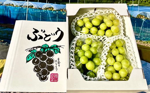 訳あり シャインマスカット 1～3房 1kg ご家庭用 マスカット ブドウ ぶどう 葡萄 果物 くだもの フルーツ 家庭用 【 2026年10月上旬～12月下旬迄発送予定 】