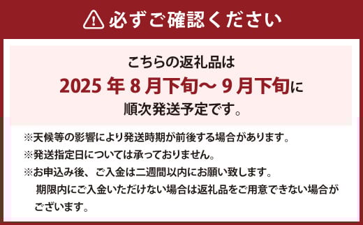 【訳あり】 《種なし》 岡山県産 クイーンニーナ 約2kg（5～7房） 【2025年8月下旬～2025年9月下旬発送予定】 ／ ぶどう ブドウ 葡萄 大粒 種なし 種無し フルーツ 果物 くだもの 果実