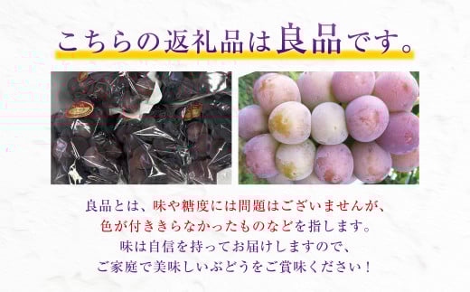 ニューピオーネ（良） 2kg ぶどう 葡萄 フルーツ 果物 岡山県 岡山県産 2026年 先行予約 【2026年8月下旬-9月下旬発送予定】