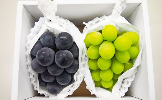 大粒 ぶどう 2種 セット シャインマスカット他 2房 計約1.2kg 【2026年10月上旬から発送予定】 ／ シャインマスカット マスカット 葡萄 ブドウ 種無し 種なし