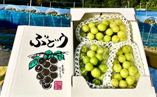 訳あり シャインマスカット 2～4房 計約1.8kg ご家庭用 【2026年10月上旬から12月下旬頃迄発送予定】／ マスカット 葡萄 ブドウ 種無し 種なし