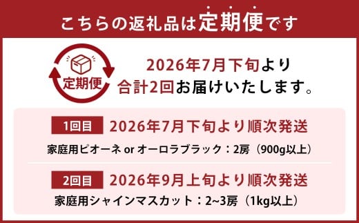 【2回定期便】 家庭用 ピオーネ or オーロラブラック 2房 （900g以上） ＆ 家庭用シャインマスカット 2～3房 （1kg以上） 【2026年7月下旬から順次発送予定】 ／ くだもの 果物 果実 フルーツ ぶどう ブドウ 葡萄 マスカット 冷蔵 岡山県 美咲町