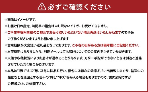 ぶどう 2026年 先行予約 ニュー ピオーネ 2房 合計1.2kg以上 【2026年8月下旬発送予定】 ／ ブドウ 葡萄 ニューピオーネ 岡山県産 国産 フルーツ 果物 ギフト 河本農園 岡山県 美咲町 冷蔵