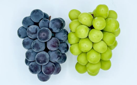 大粒 ぶどう 2種 セット シャインマスカット他 2房 計約1.2kg 【2026年10月上旬から発送予定】 ／ シャインマスカット マスカット 葡萄 ブドウ 種無し 種なし