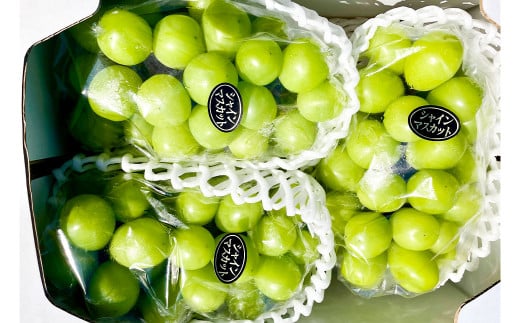 大粒 シャインマスカット 2～4房 計約2kg 【2026年10月上旬から12月下旬頃迄発送予定】 ／ マスカット 葡萄 ブドウ 種無し 種なし