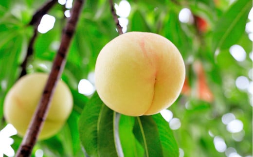 【ご家庭用】 岡山白桃 4~5玉 計約1.2kg 【2025年6月下旬～7月下旬発送予定】 ／ 白桃 桃 もも モモ