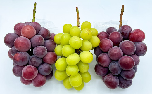 訳ありぶどう2種セット 約1kg 2房【2026年10月上旬から発送予定】 ／ マスカット ピオーネ 葡萄 ブドウ 種無し 種なし