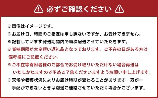 先行予約岡山県産ニューピオーネ 約500g×2房 計約1kg【2026年8月下旬～10月下旬まで順次発送予定】 葡萄 ぶどう ブドウ フルーツ 果物 冷蔵