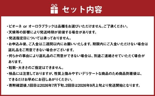 【2回定期便】 家庭用 ピオーネ or オーロラブラック 2房 （900g以上） ＆ 家庭用シャインマスカット 2～3房 （1kg以上） 【2026年7月下旬から順次発送予定】 ／ くだもの 果物 果実 フルーツ ぶどう ブドウ 葡萄 マスカット 冷蔵 岡山県 美咲町