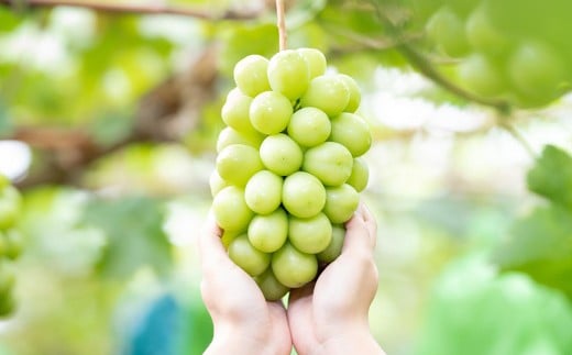 ご家庭用 シャインマスカット 3～5房 （2kg以上） 【2026年8月下旬から10月上旬頃発送予定】 ／ くだもの 果物 果実 フルーツ ぶどう ブドウ 葡萄 マスカット 冷蔵 岡山県 美咲町