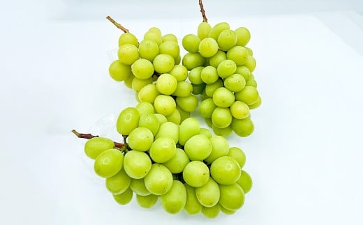 訳あり シャインマスカット 1～3房 1kg ご家庭用 マスカット ブドウ ぶどう 葡萄 果物 くだもの フルーツ 家庭用 【 2026年10月上旬～12月下旬迄発送予定 】