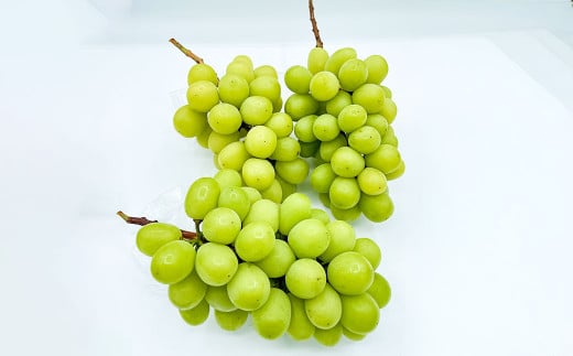 訳あり シャインマスカット 2～4房 計約1.8kg ご家庭用 【2026年10月上旬から12月下旬頃迄発送予定】／ マスカット 葡萄 ブドウ 種無し 種なし