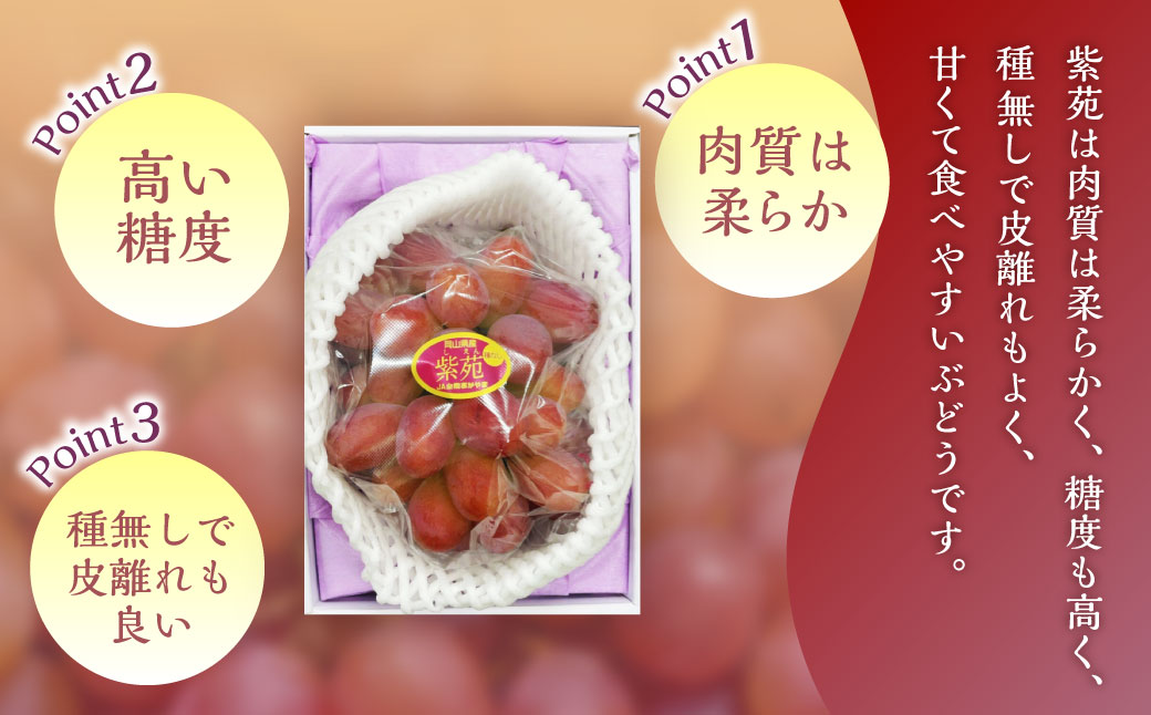 紫苑 1房（700g以上） 化粧箱入り 【2026年10月下旬～11月下旬まで発送予定】 ／ 葡萄 ぶどう 果物 果実 フルーツ 種なし 岡山県 美咲町 冷蔵