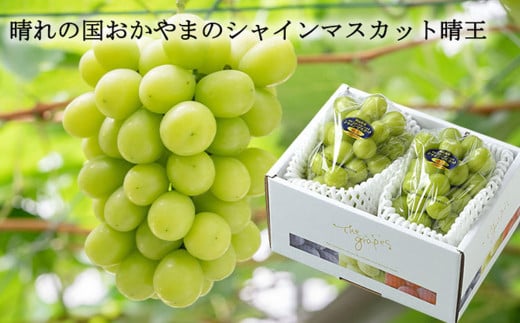 シャインマスカット 晴王 約500g×2房 （計約1kg） 【2026年8月下旬～11月下旬迄発送 ／ マスカット 葡萄 ぶどう 果物 果実 フルーツ 種なし 皮ごと 大粒 岡山県 美咲町 冷蔵