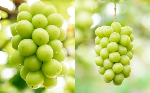 ご家庭用 シャインマスカット 3～5房 （2kg以上） 【2026年8月下旬から10月上旬頃発送予定】 ／ くだもの 果物 果実 フルーツ ぶどう ブドウ 葡萄 マスカット 冷蔵 岡山県 美咲町