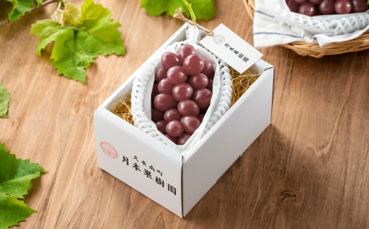 【訳あり】 《種なし》 岡山県産 クイーンニーナ 約2kg（5～7房） 【2025年8月下旬～2025年9月下旬発送予定】 ／ ぶどう ブドウ 葡萄 大粒 種なし 種無し フルーツ 果物 くだもの 果実