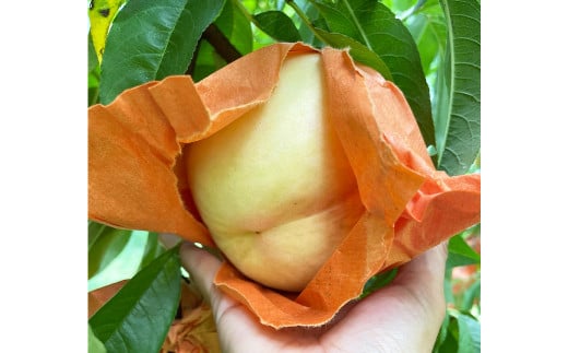 【先行予約】 希少品種の岡山の白桃 ・ 甘甘燦燦 1.5kg箱（約4個～6個） 【2025年9月発送予定】 ／ 桃 もも モモ はくとう あまあまさんさん 果物 くだもの フルーツ デザート 冷蔵