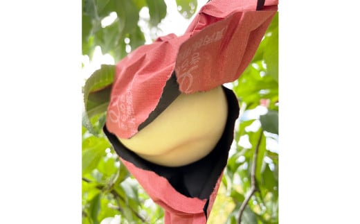 【先行予約】 希少品種 ・ 岡山の白桃 ・ 白露 1.5kg箱（約4個～6個） 【2025年9月発送予定】 ／ 桃 もも モモ はくとう はくろ 果物 くだもの フルーツ デザート 冷蔵