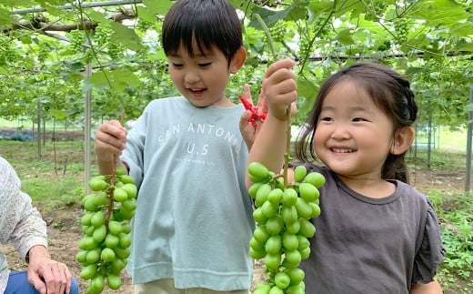 シャインマスカット 約2.0kg以上（2～5房） 【2026年10月下旬-11月下旬発送予定】 シャイン マスカット ぶどう 葡萄 ブドウ 果物 くだもの フルーツ ギフト お取り寄せ 国産