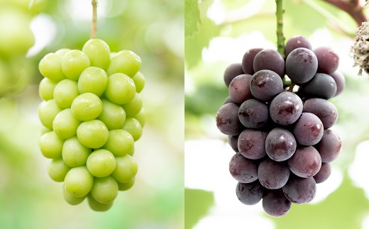 おまかせぶどう 3品種 詰め合わせ 2kg（3～6房） 【2026年8月上旬から8月下旬頃発送予定】 ／ くだもの 果物 果実 フルーツ ブドウ 葡萄 マスカット 冷蔵 岡山県 美咲町