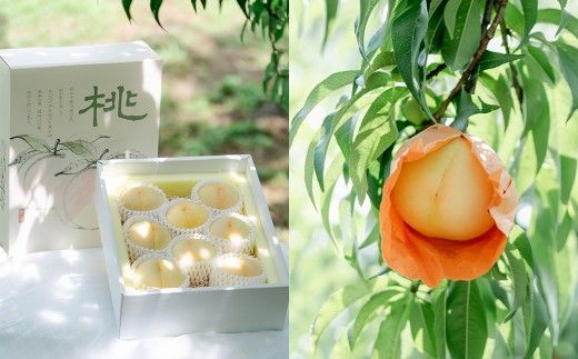 岡山白桃 （2～３玉） ＆ シャインマスカット ＆ 黒系ぶどう （1.5kg以上） の詰め合わせ 【2026年8月上旬から8月下旬頃発送予定】 ／ くだもの 果物 果実 フルーツ 桃 もも モモ ピーチ 白桃 ブドウ ぶどう 葡萄 マスカット 冷蔵 岡山県 美咲町