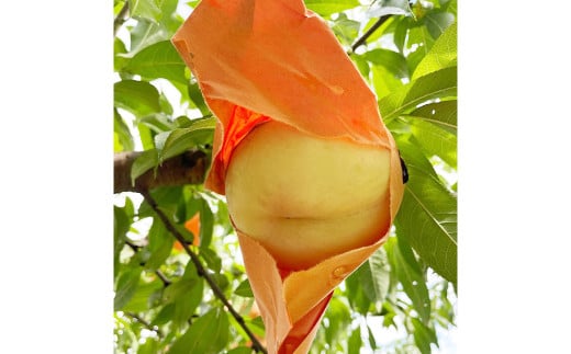 【先行予約】 とろける果肉とたっぷり果汁の岡山の白桃・清水白桃 2kg箱（約6個～9個） 【2025年7月下旬～8月上旬発送予定】 ／ 桃 もも モモ はくとう しみずはくとう 果物 くだもの フルーツ デザート 冷蔵