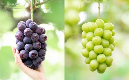 【2回定期便】 贈答用 ピオーネ or オーロラブラック 2房 （1kg以上） ＆ シャインマスカット 2房 （合計1kg以上） 【2026年7月下旬から順次発送予定】 ／ くだもの 果物 果実 フルーツ ぶどう ブドウ 葡萄 マスカット 冷蔵 岡山県 美咲町