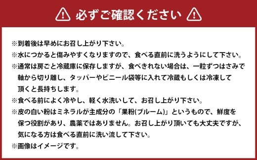 訳あり 大粒 ぶどう 3種 セット 3～4房 計約1.8kg シャインマスカット・ピオーネ等 おまかせ【2026年10月上旬から発送予定】 ／ マスカット ピオーネ 葡萄 ブドウ 種無し 種なし