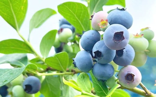 ブルーベリー農家のギフトセット ／ 5種 飲む酢 ソース ジャム ハイブッシュブルーベリージャム メレンゲ菓子