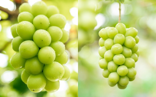 プレミアム 大粒 シャインマスカット 1房 （700g以上） 【2026年8月下旬から10月上旬頃発送予定】 ／ くだもの 果物 果実 フルーツ ぶどう ブドウ 葡萄 マスカット 冷蔵 岡山県 美咲町