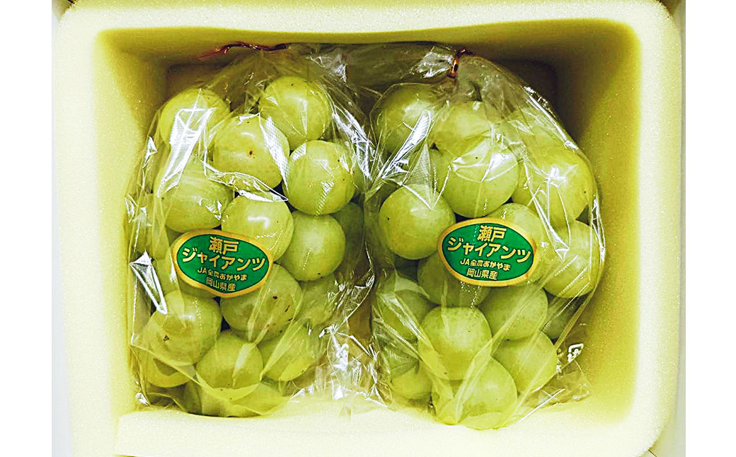 瀬戸ジャイアンツ 2房 （1房480g以上） 合計約1kg 化粧箱入り 【2026年9月上旬～10月上旬まで発送予定】 ／ マスカット 葡萄 ぶどう 果物 果実 フルーツ 皮ごと 岡山県 美咲町 冷蔵