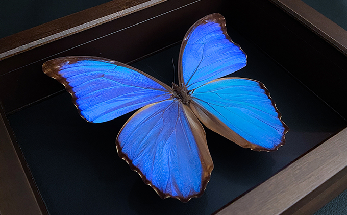 蝶の標本　ちいさめサイズ蝶の標本