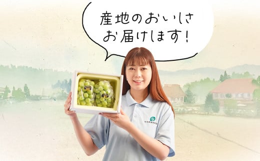 【3回定期便】岡山県産 シャインマスカット 晴王 計2房 （1房600g以上） 【2026年8月下旬発送開始】 ／ 3回 マスカット 葡萄 ぶどう 果物 果実 フルーツ 定期便 岡山県 美咲町 冷蔵