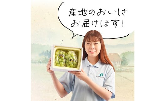 岡山県産 シャインマスカット『晴王』2房（1房600g以上） 化粧箱入り 【2026年8月下旬-10月上旬迄発送予定】 ／ マスカット 葡萄 ぶどう 果物 果実 フルーツ 岡山県 美咲町 冷蔵