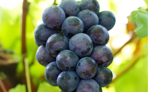 【ご 家庭 用】 シャイン ＆ ピオーネ 1.2キロ 【 2026年9月上旬から10月上旬頃発送予定 】 ／ 果物 くだもの フルーツ ぶどう ブドウ 葡萄 シャインマスカット 食べ比べ セット 大粒 甘味が強い 甘い 果汁 食べ応え 岡山県 美咲町