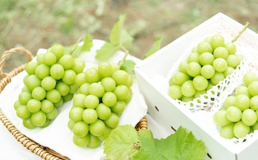 プレミアム 大粒 シャインマスカット 2房 （1.3kg以上） 【2026年8月下旬から10月上旬頃発送予定】 ／ くだもの 果物 果実 フルーツ ぶどう ブドウ 葡萄 マスカット 冷蔵 岡山県 美咲町