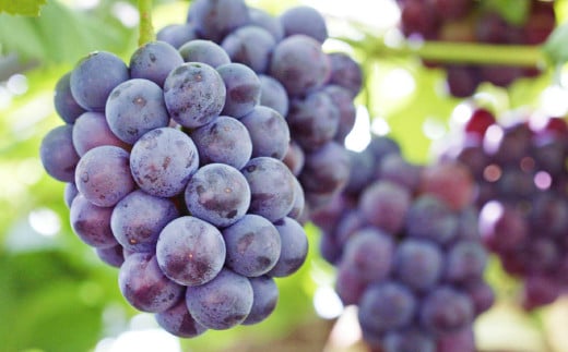 岡山県産 ニューピオーネ 2房 （1房480g以上） 約1kg 化粧箱入り 【2025年8月下旬～10月上旬発送予定】 ／ 葡萄 ぶどう 果物 果実 フルーツ 種なし 岡山県 美咲町 冷蔵