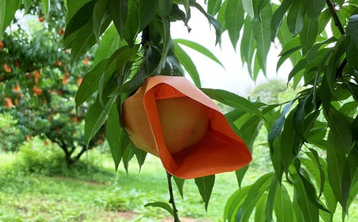 【先行予約】 とろける果肉とたっぷり果汁の岡山の白桃・白鳳 2kg箱（約6個～9個） 【2025年7月上旬～8月上旬発送予定】 ／ 桃 もも モモ はくとう はくおう 果物 くだもの フルーツ デザート 冷蔵