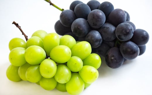 詰合 ／ ニューピオーネ 2房 ・ シャインマスカット 晴王 2房 （1房各480g以上） 化粧箱入り 【2026年9月上旬～10月上旬迄発送予定】／ 葡萄 ぶどう マスカット 果物 果実 フルーツ 種なし 詰め合わせ 詰合せ 岡山県 美咲町 冷蔵