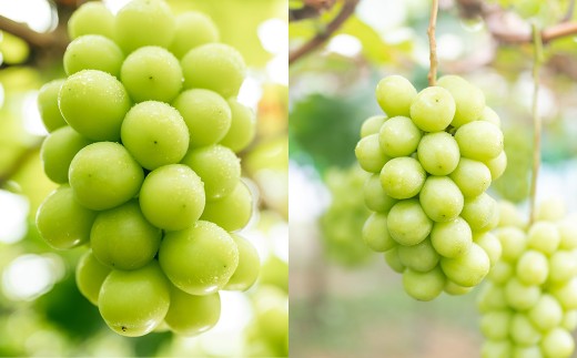 【2回定期便】 岡山白桃 （清水白桃orおかやま夢白桃） 4～6玉 （1.2kg以上） ＆ シャインマスカット 2房 （1kg以上） 【2026年7月下旬から順次発送予定】 ／ くだもの 果物 果実 フルーツ 桃 もも モモ 白桃 ピーチ ぶどう ブドウ 葡萄 マスカット 冷蔵 岡山県 美咲町