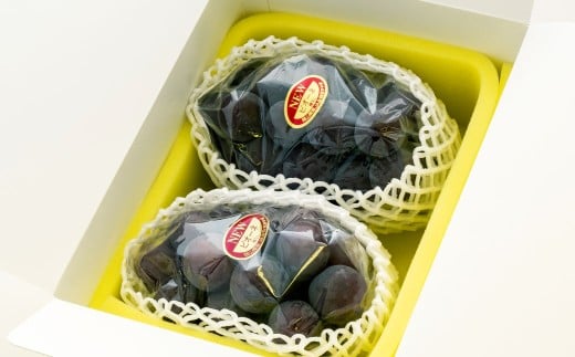 【ご 家庭 用】 ピオーネ 2～3房 1.2kg 【 2026年9月上旬から10月上旬頃発送予定 】 ／ 果物 くだもの フルーツ ぶどう ブドウ 葡萄 大粒 甘味が強い 甘い 果汁 食べ応え 岡山県 美咲町