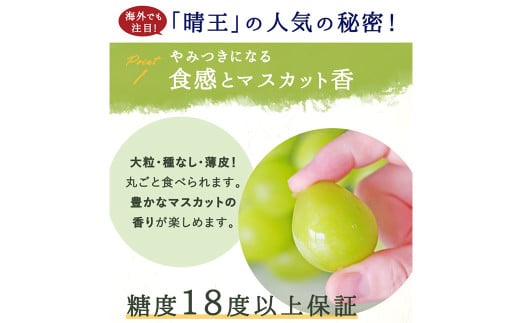シャインマスカット 晴王 1房 （800g以上） 化粧箱入り 【2025年8月下旬～11月上旬発送予定】 ／ マスカット 葡萄 ぶどう 果物 果実 フルーツ 種なし 皮ごと 大粒 岡山県 美咲町 冷蔵