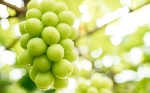 【2回定期便】 ピオーネ or オーロラブラック 3～5房 （2kg以上） ＆ シャインマスカット 3～5房 （2kg以上） 【2026年7月下旬から順次発送予定】 ／ くだもの 果物 果実 フルーツ ぶどう ブドウ 葡萄 マスカット 冷蔵 岡山県 美咲町