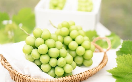 おまかせぶどう 3品種 詰め合わせ 2kg（3～6房） 【2026年8月上旬から8月下旬頃発送予定】 ／ くだもの 果物 果実 フルーツ ブドウ 葡萄 マスカット 冷蔵 岡山県 美咲町