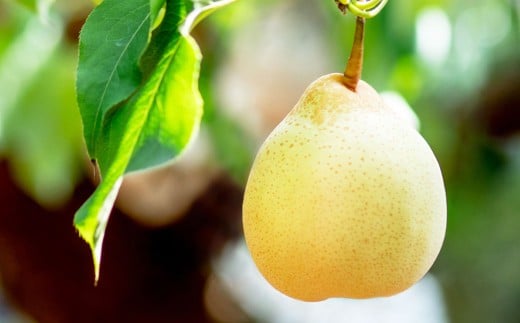 あたご梨 2～3玉 ・ 鴨梨 （ヤーリー） 3～6玉 詰合せ 合計約4kg 贈答箱 ／ 愛宕梨 梨 なし ナシ 果物 【2025年11月下旬～12月下旬発送予定】